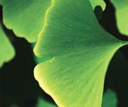 Ginkgo Biloba