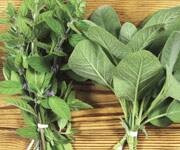 Debbie Sherrick’s Supplements