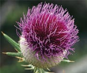 Milk Thistle Extract Provides Liver Protection