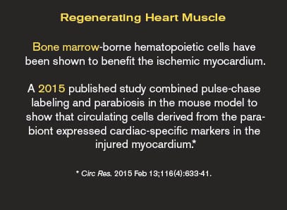 Regenerating Heart Muscle