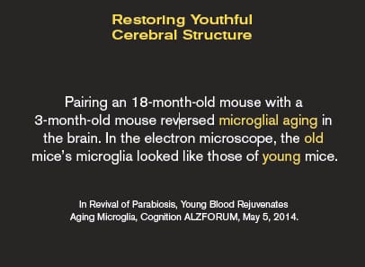 Restoring Youthful Cerebral Structure