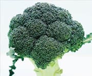 Broccoli Sprout Extract Shows Promise For Head And Neck Cancer Prevention