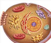 Melatonin Improves Mitochondrial Function In Rat Model Of Diabetes
