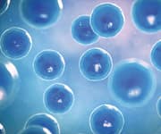 Magnesium’s Key Roles