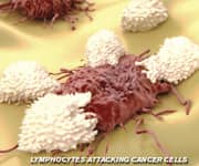 CMV May Speed Up Immune Senescence