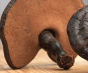 Using Immune-Boosting Supplements