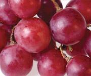 Resveratrol Reduces High-Fat Diet’s Effects On Mitochondrial Function