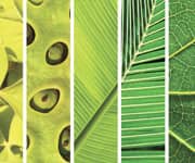 Popular Fat-Soluble Nutrients