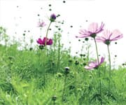 Lower Urinary Tract Symptoms