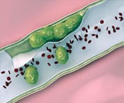 Homocysteine Damages the Endothelium