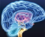 Pycnogenol® Boosts Cognitive Function