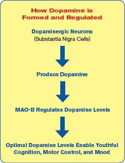 A Drug that Safely Inhibits MAO-B