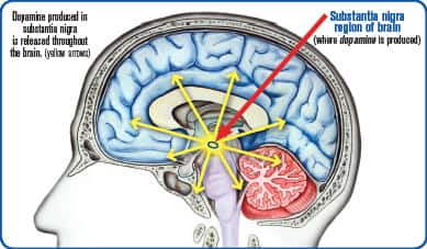 MAO-B in the Aging Brain