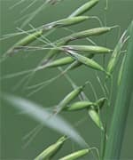 Wild Green Oat Extract Inhibits MAO-B
