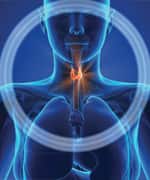 Why Is the Thyroid Important?