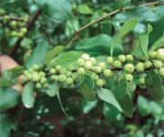 Ashwagandha Boosts T3 and T4