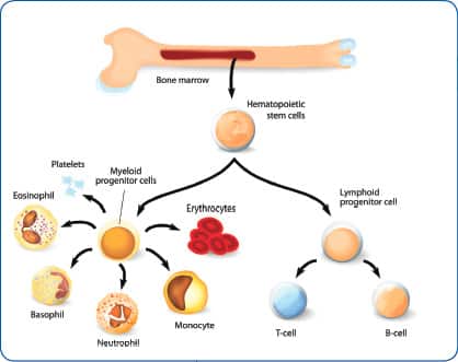 How Cistanche Boosts T Cell Production and Healthy Longevity
