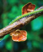 Reishi Combats Cancer