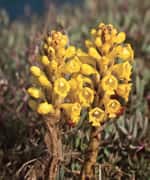 Cistanche Enhances Immune Responses