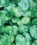 Combat Deadly Atherosclerosis