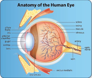 Protection against Age-Related Macular Degeneration