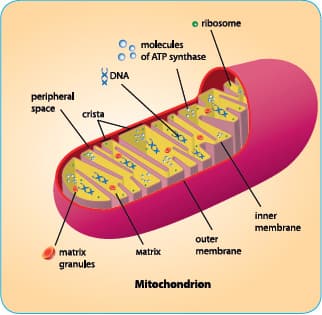 PQQ Promotes New Mitochondrial Formation