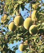 Unique and Novel Source of Fiber 