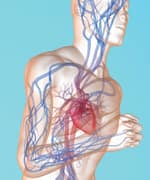 Green Tea Lowers Cardiovascular Risk