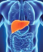 Milk Thistle Protects against Fatty Liver Disease