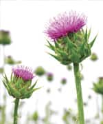 Milk Thistle Benefits the Liver
