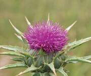 Increasing Milk Thistle Absorption