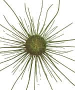 Role of Gene Mutations in Cancer