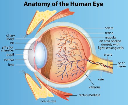 What is Macular Degeneration