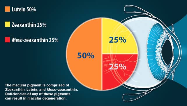 The macular pigment