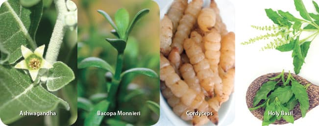 Fight Stress and Support Adrenals with Adaptogens