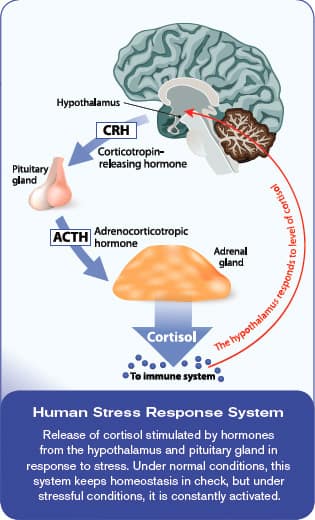 Human Stress Response System