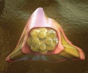 Stem Cells In Bone Marrow