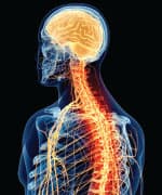 Carnosine Protects Brain Tissue