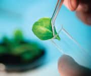 Cardiometabolic Health