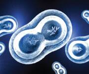 Combining Geroprotectors to Slow Aging