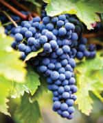 Resveratrol has Benefits for Ulcerative Colitis