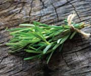 Rosemary Extract Inhibits Skin Tumor Growth