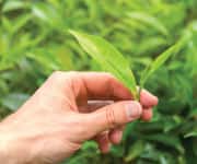 Green Tea Reduces Mortality