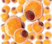 gene-related rejuvenating