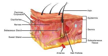 The Evolution of Skin Science