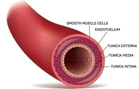 Vascular Disease Results In Erectile Dysfunction