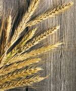 Rye Flower Pollen Extract