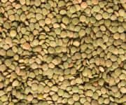 Lentil Extract