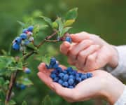 Blueberry Brain Benefit