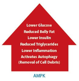 Boosting Cellular AMPK Confers Powerful Anti-Aging Effects